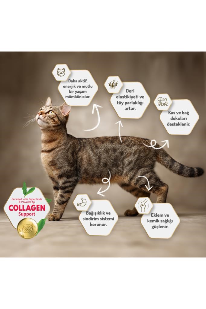 Felicia Kolajen Destekli Hipoalerjenik Somonlu Kısırlaştırılmış Yetişkin Kedi Maması 5KG