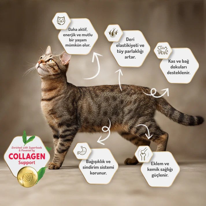 Felicia Kolajenli Somonlu Az Tahıllı Kısırlaştırılmış Kedi Maması 2 Kg