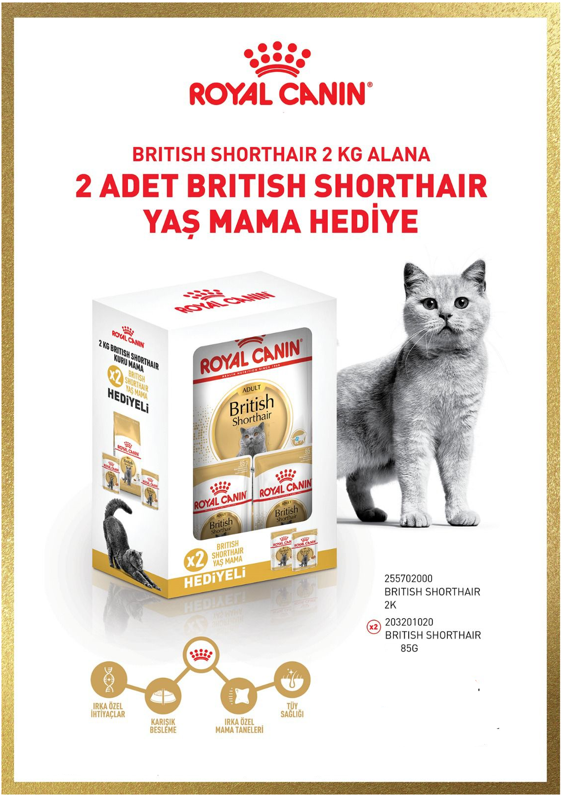 Royal Canin British Shorthair Adult Kedi Kuru Maması 2 Kg