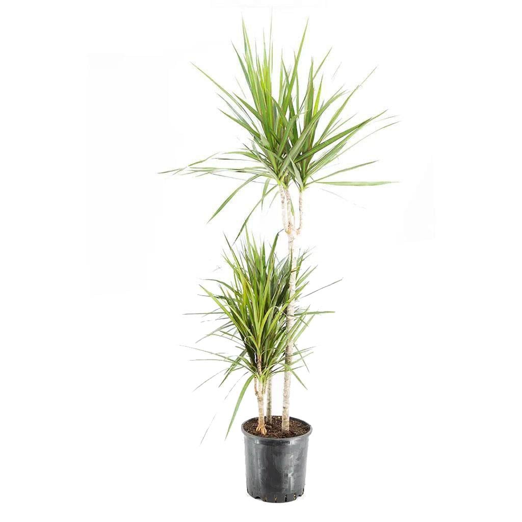 3 Lü Dracaena Marginata Çiçeği  45 X 30 X 60 Cm Yeşil