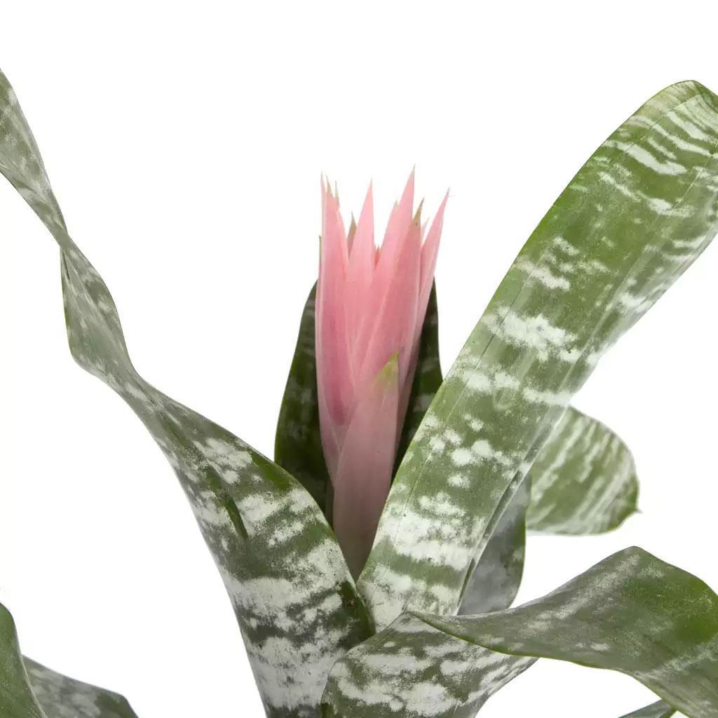 acmea-fasciata-8bd1-1.jpg