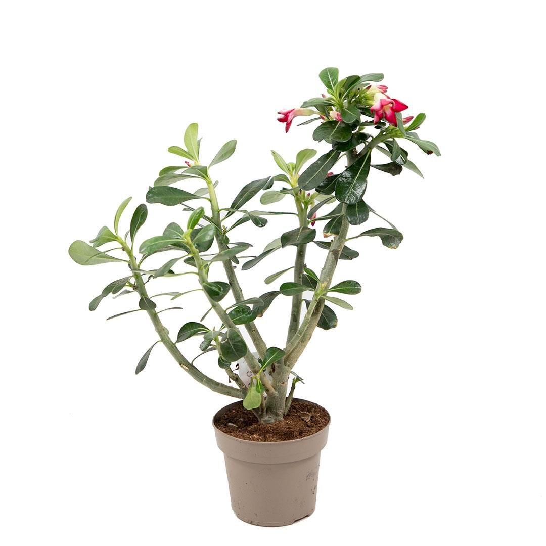 Adenium Obessum (Çöl Gülü)
