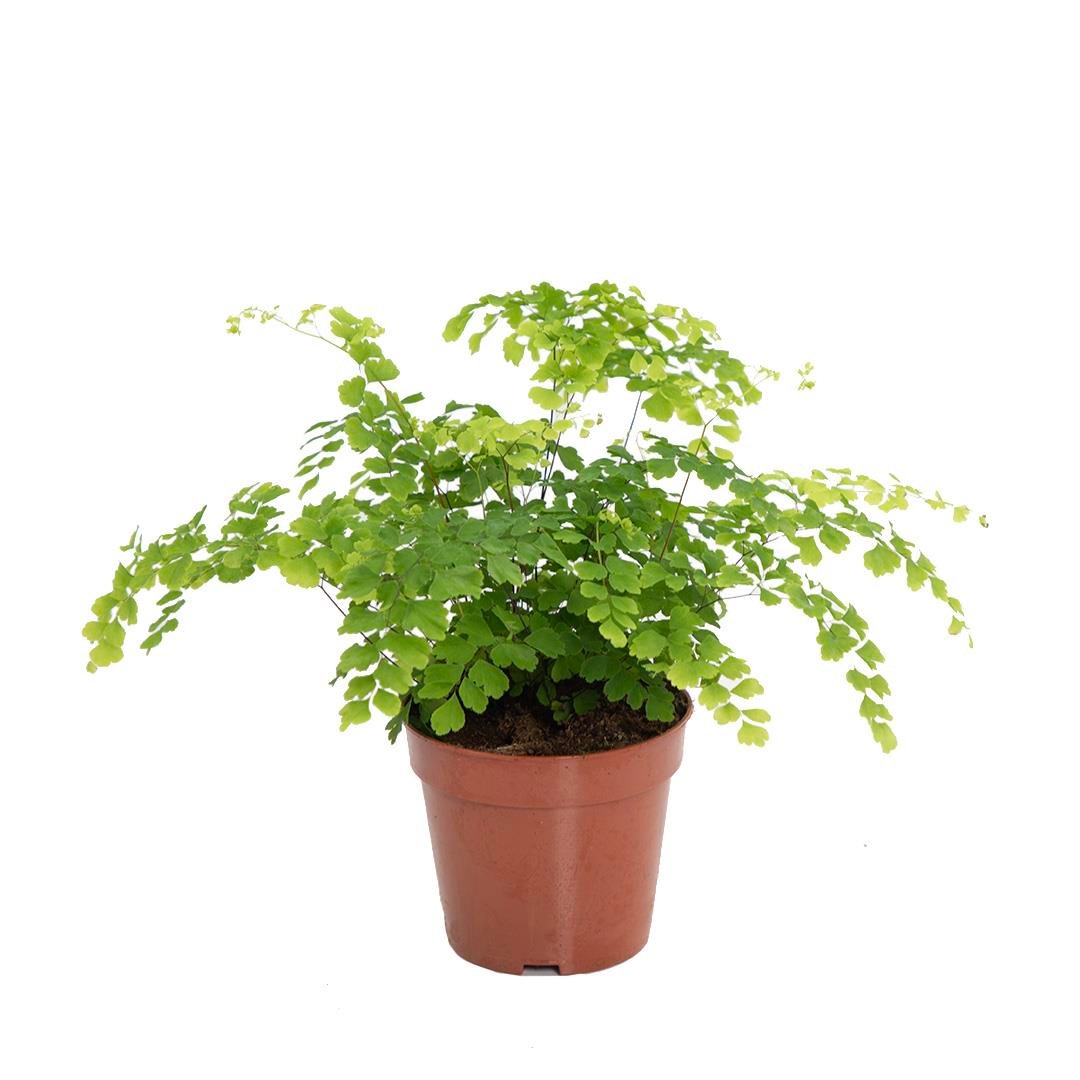Adiantum Bitkisi