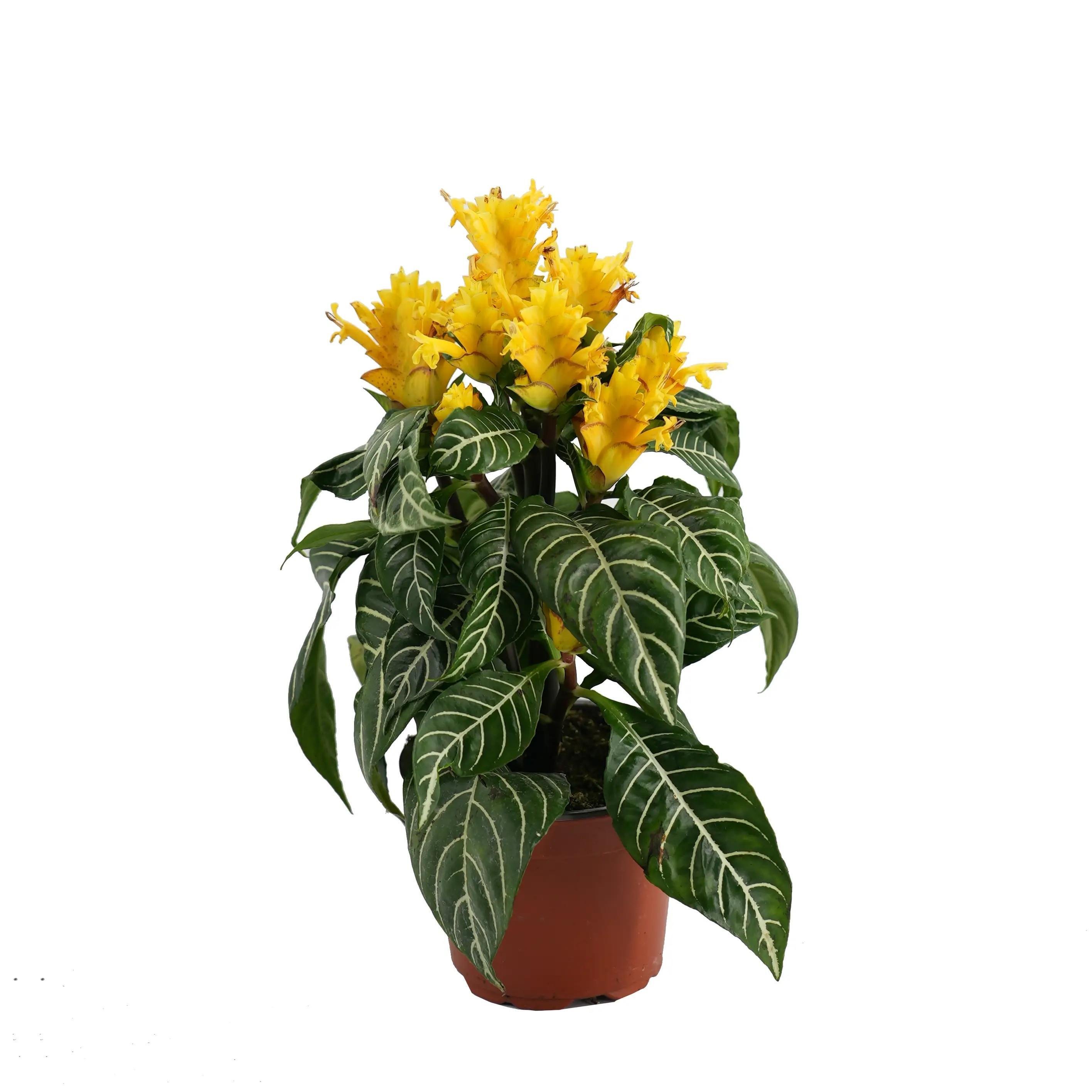 afelandra-cicegi-29f-d7.jpg