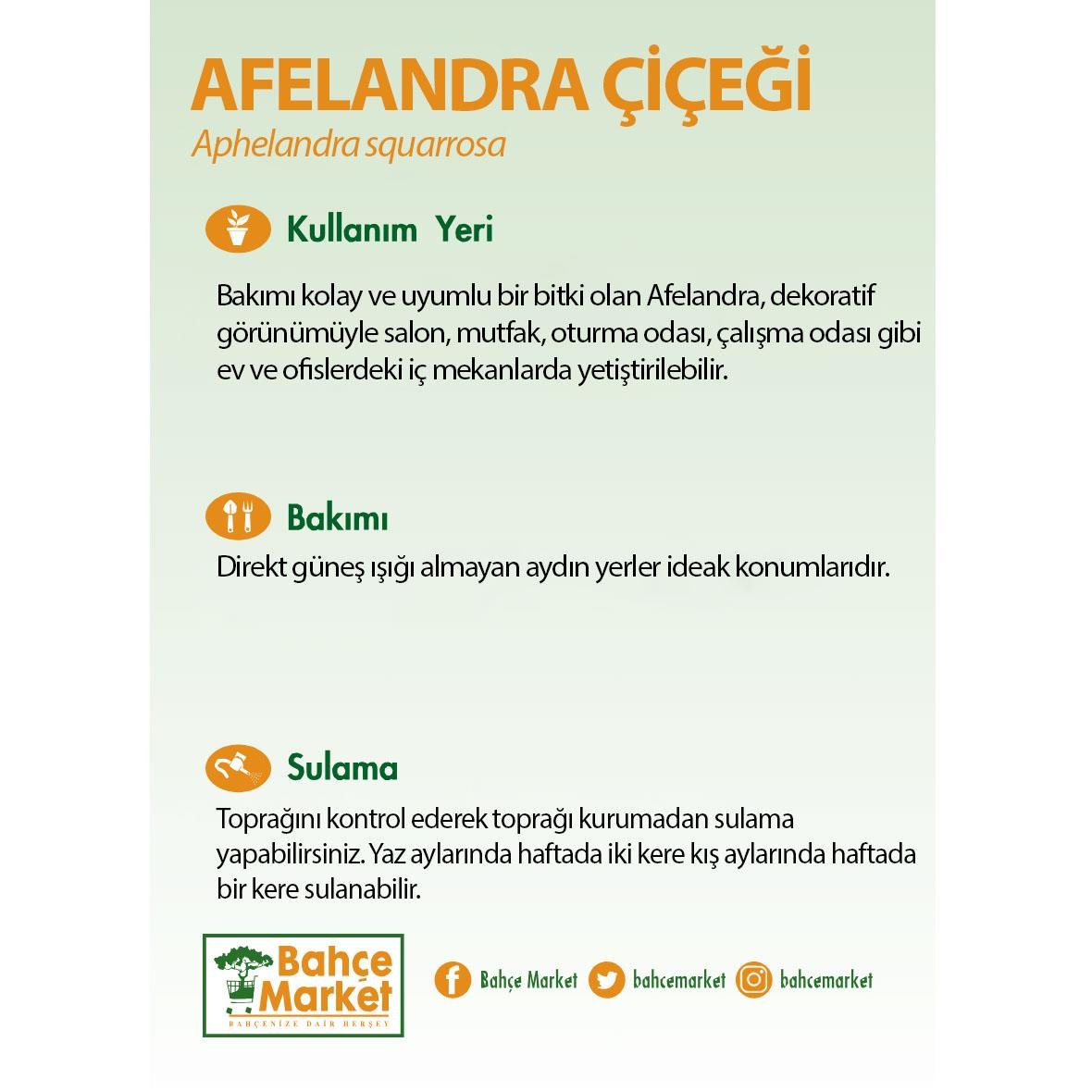 Afelandra (Aphelandra squarrosa) bakım kartı: Salon, mutfak ve ofiste yetişir. Doğrudan güneş almayan aydınlık yerde tutun. Yazın haftada iki, kışın bir kez sulayın.