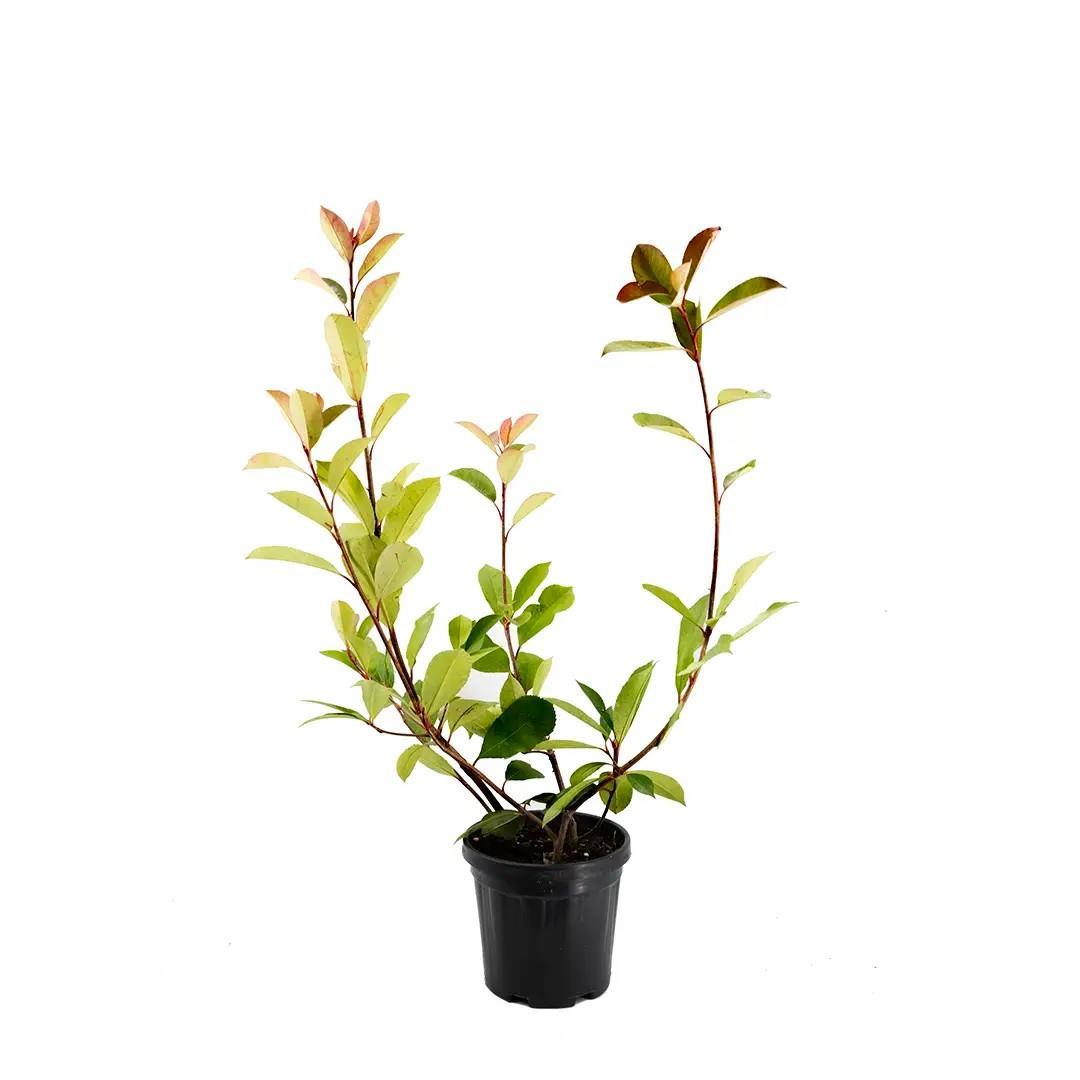 alev-calisi-40-60-cm-88f8-f.jpg