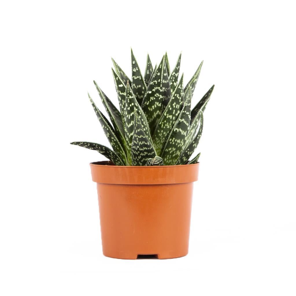 aloe-tiki-tahi-cbfbfc.jpg
