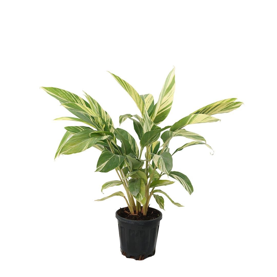 Alphina Çiçeği 40-60 Cm