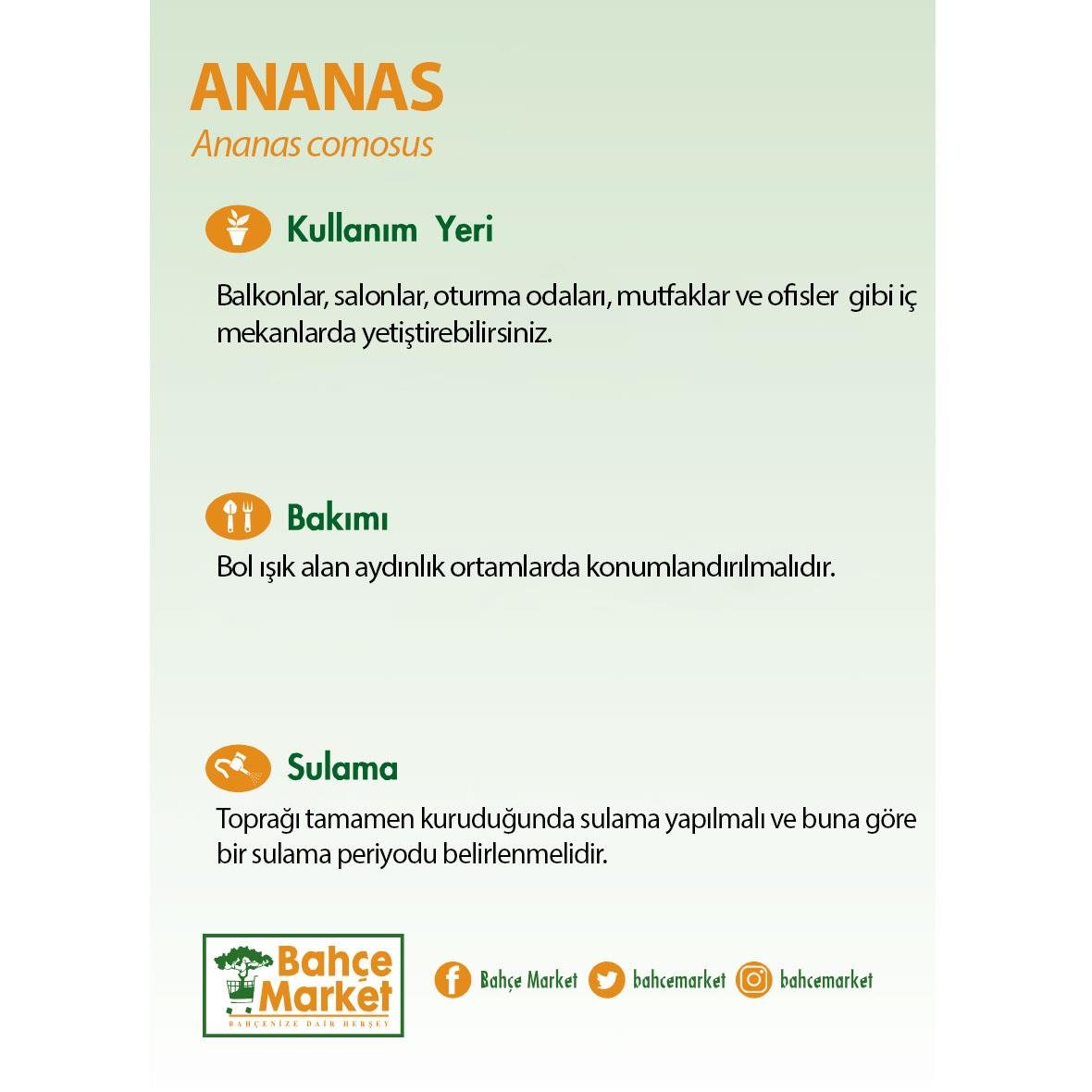 Ananas (Ananas comosus) bakım kartı: Balkon, salon, mutfak ve ofiste yetişir. Bol ışıklı yerde tutun. Toprak tamamen kuruyunca sulayın.