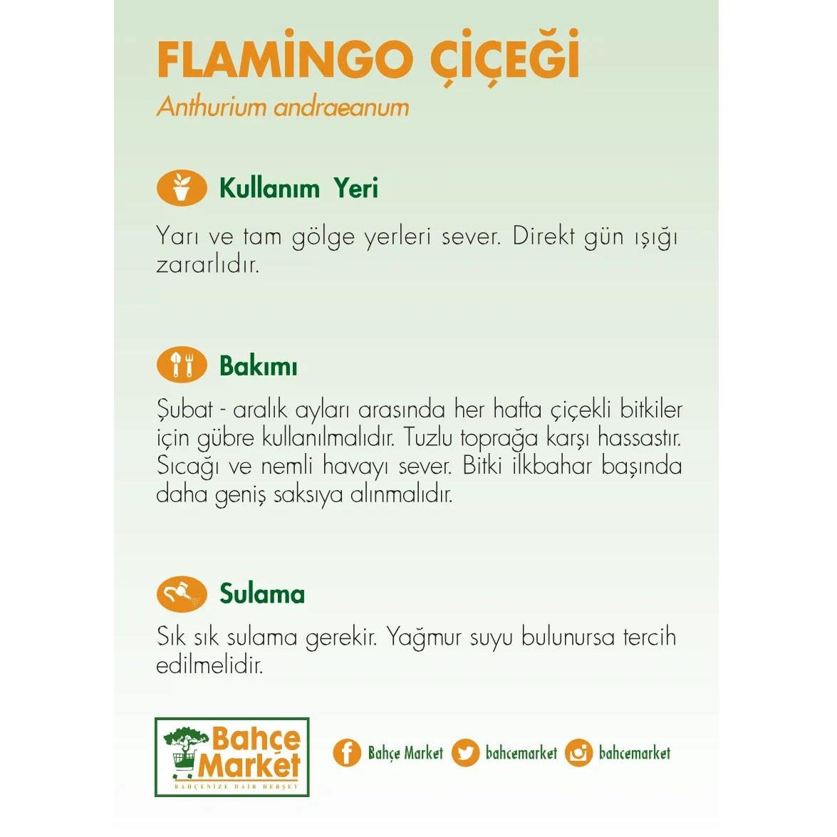 Flamingo çiçeği (Anthurium andraeanum) bakım kartı: Yarı ve tam gölge sever, doğrudan güneş zararlı. Şubat-aralık arası haftalık gübre verin. Sık sulayın.