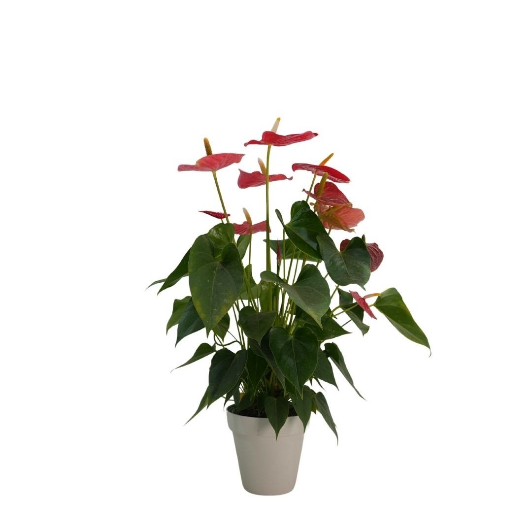 Antoryum - Flamingo Çiçeği Hediye Paketli
