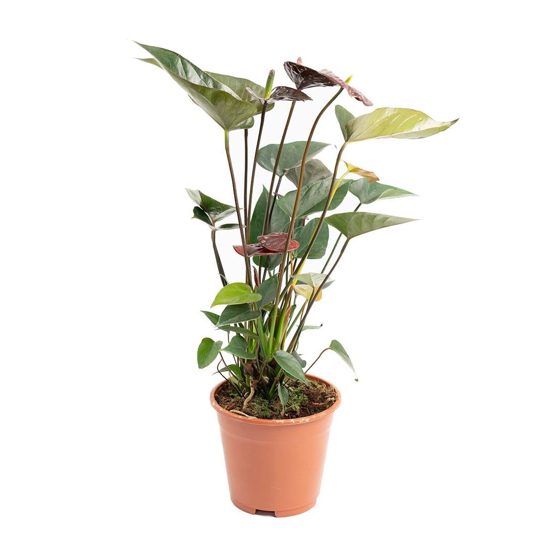 Antrium - Antoryum (Flamingo) Çiçeği Çap 14 CM 40 - 60Cm