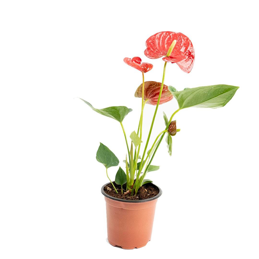 Antrium (Flamingo) Çiçeği