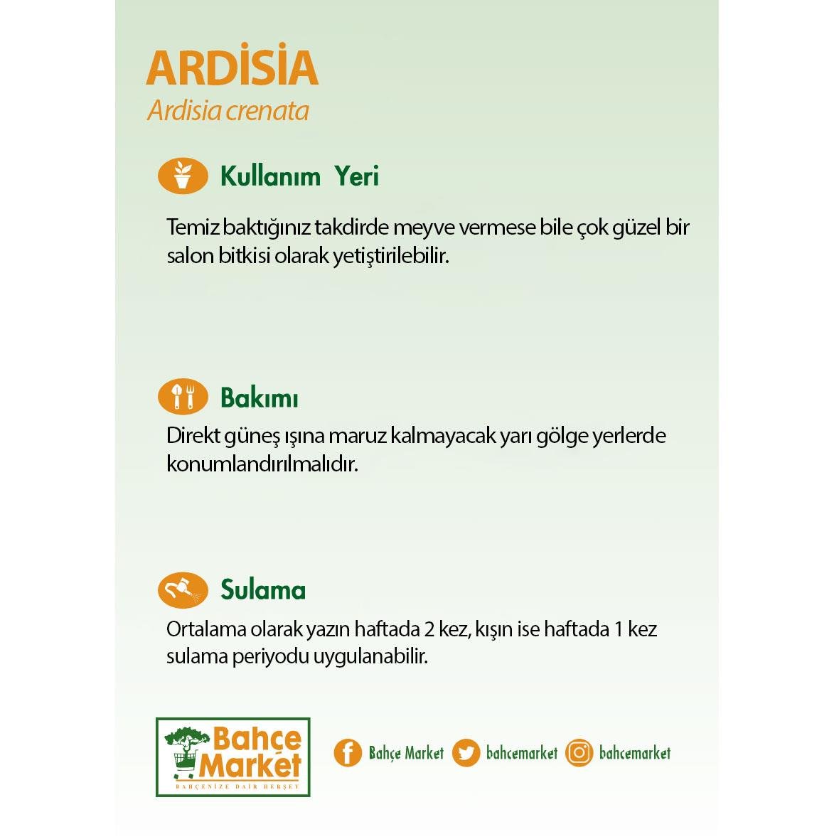 Ardisia 30-40 Cm Yeşil