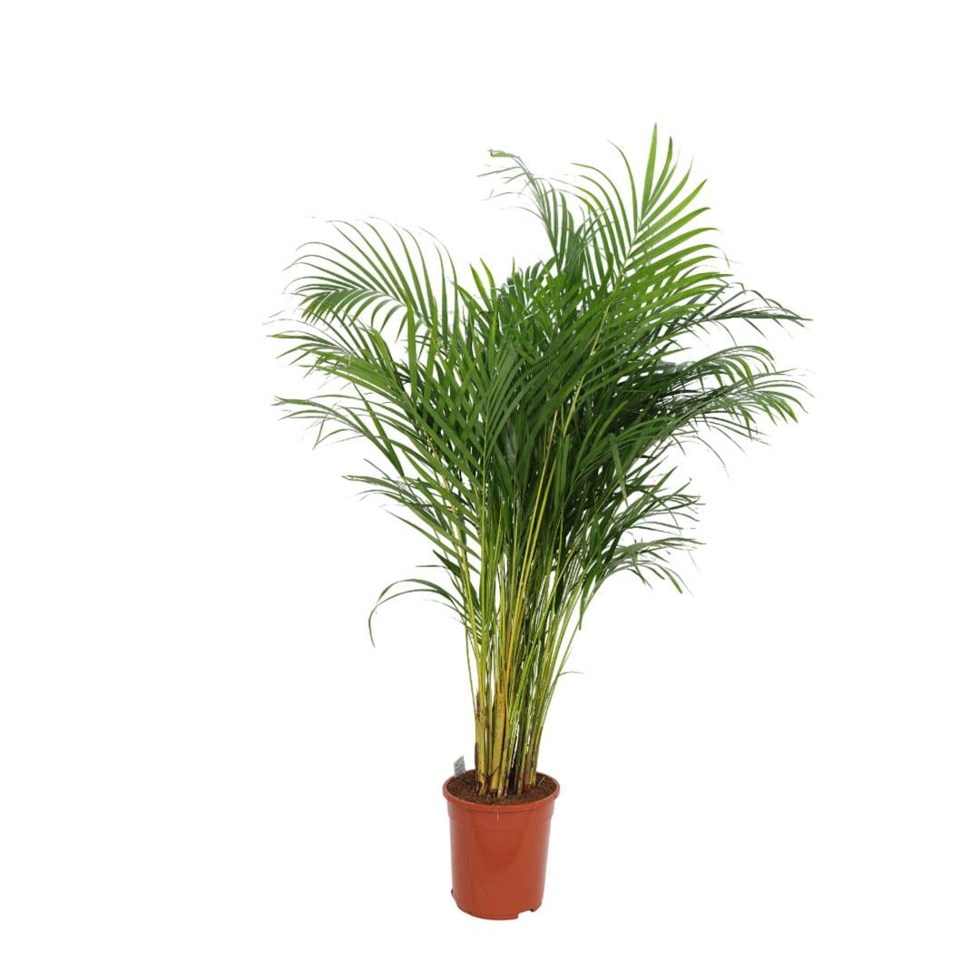 Areka Palmiyesi 125-150 Cm
