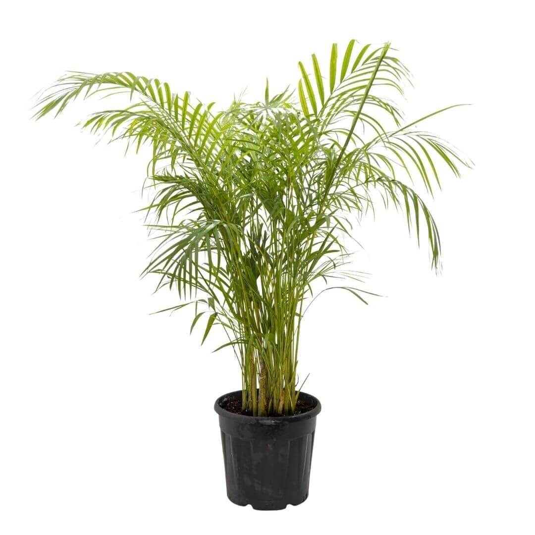 Areka Palmiyesi 125-150 Cm