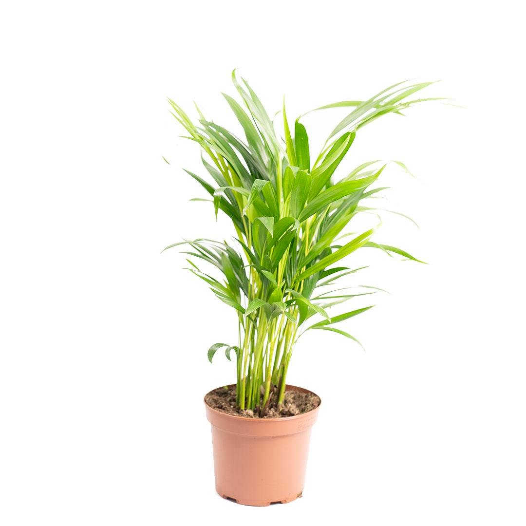 Areka Palmiyesi Çap 17 Cm - Boy 60 - 80 Cm Yeşil