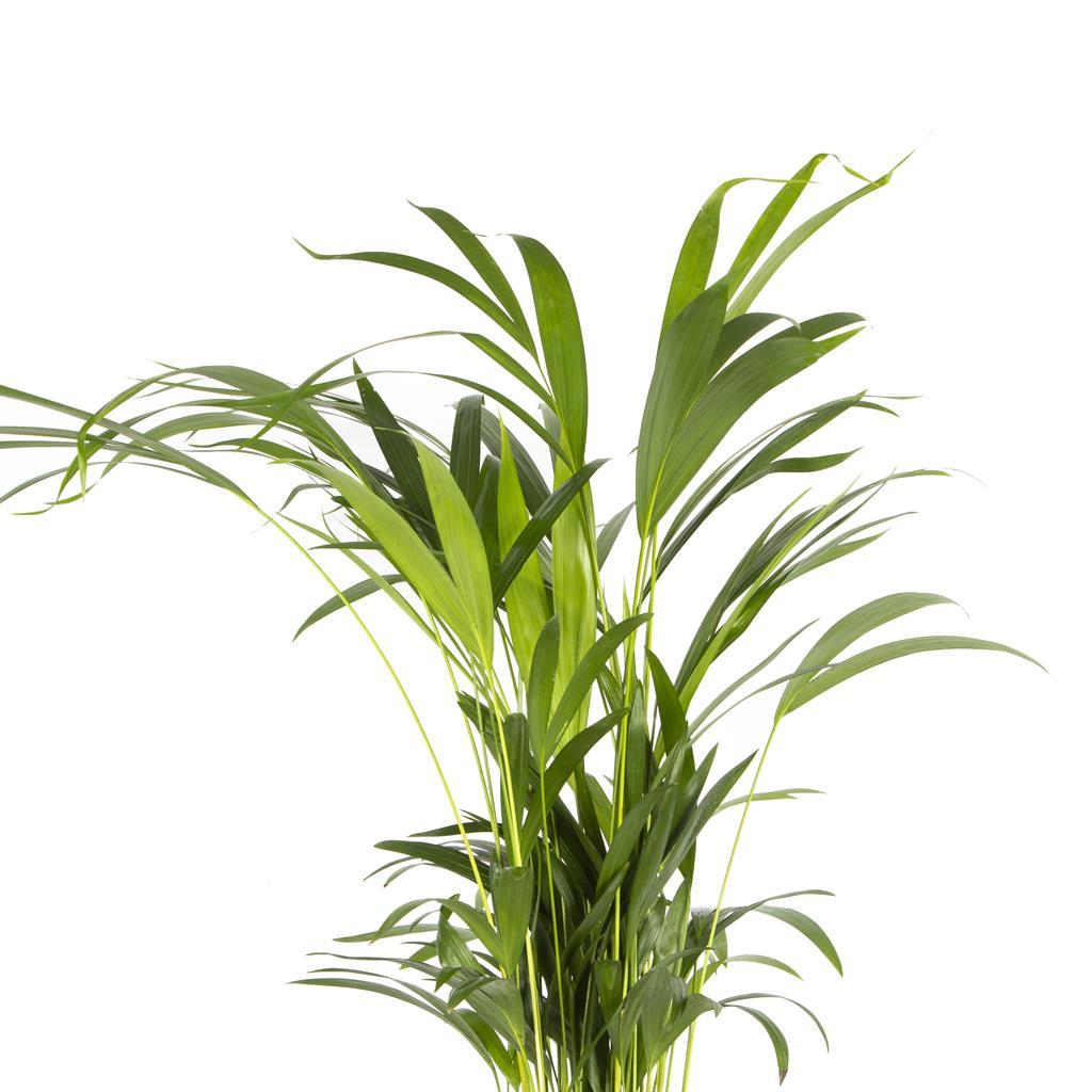 areka-palmiyesi-cap-17-cm-boy-60-80-cm-adbdce.jpg