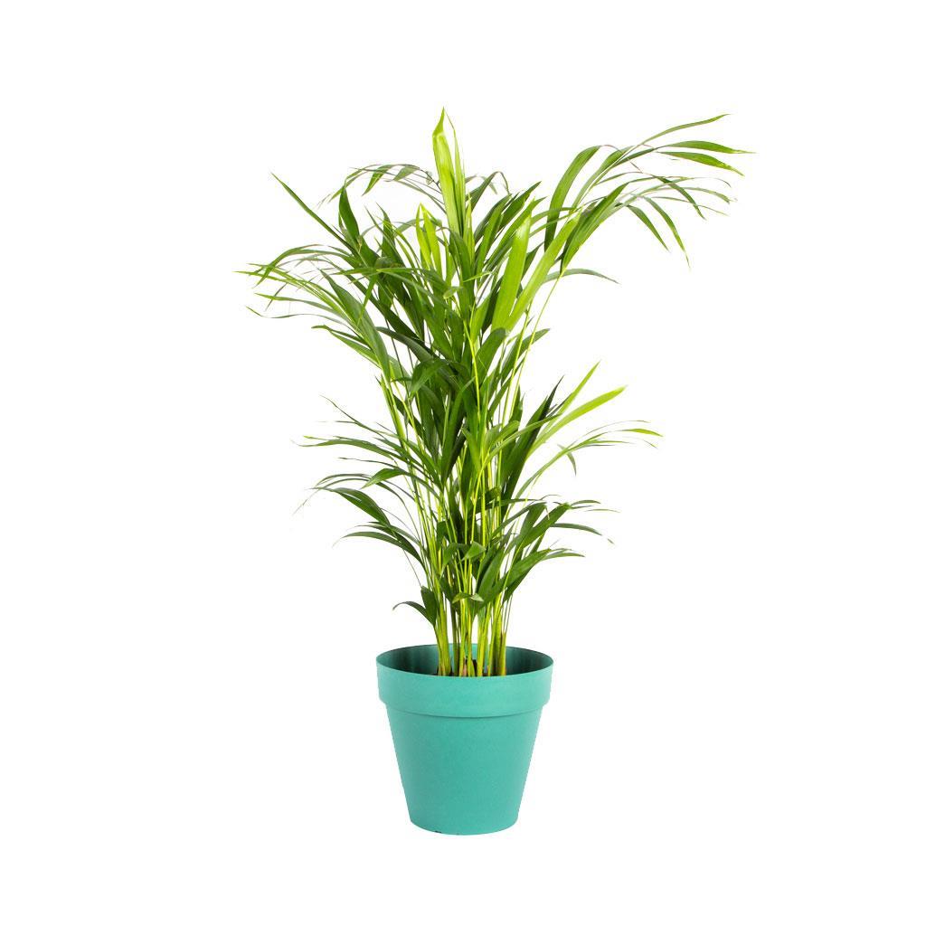 areka-palmiyesi-cap-17-cm-boy-60-80-cm-c1467e.jpg