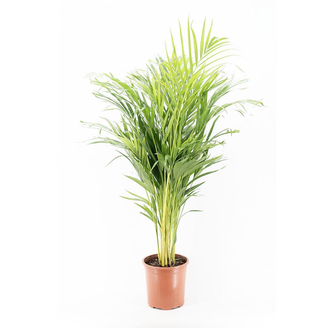 areka-palmiyesi-cap-25-boy-80-100-cm-9783-b.jpg