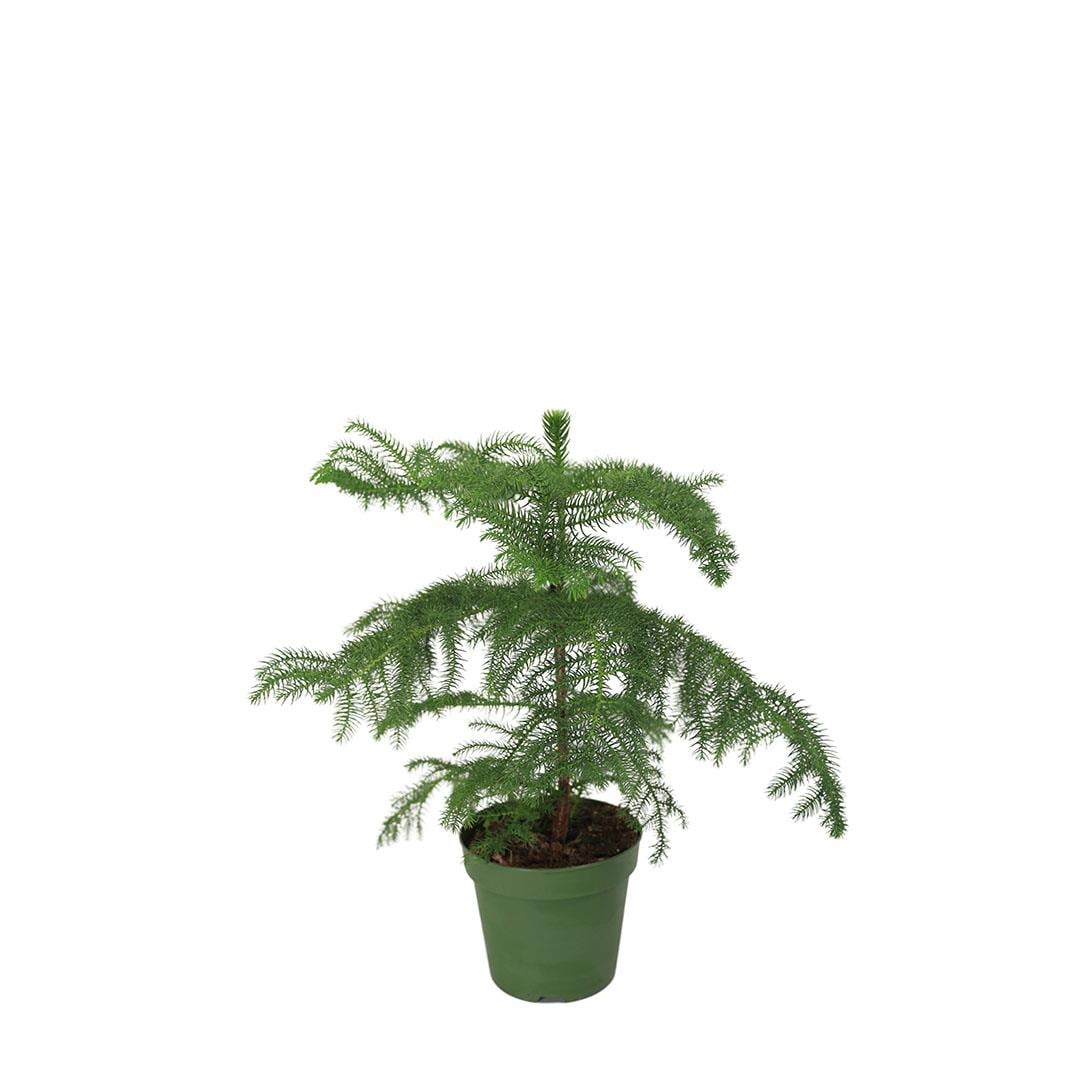 Arokarya (Salon Çamı) 30-40 Cm