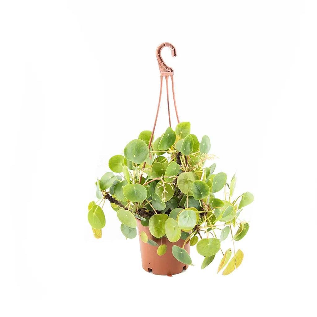 askili-pilea-cin-para-agaci-c87d26.jpg