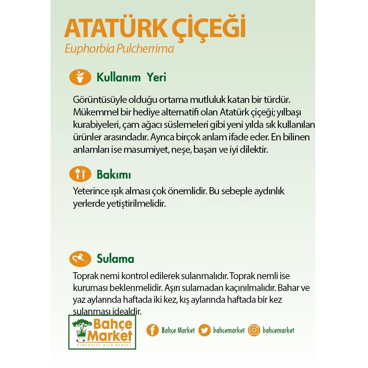 Atatürk Çiçeği 20-30 Cm Kırmızı