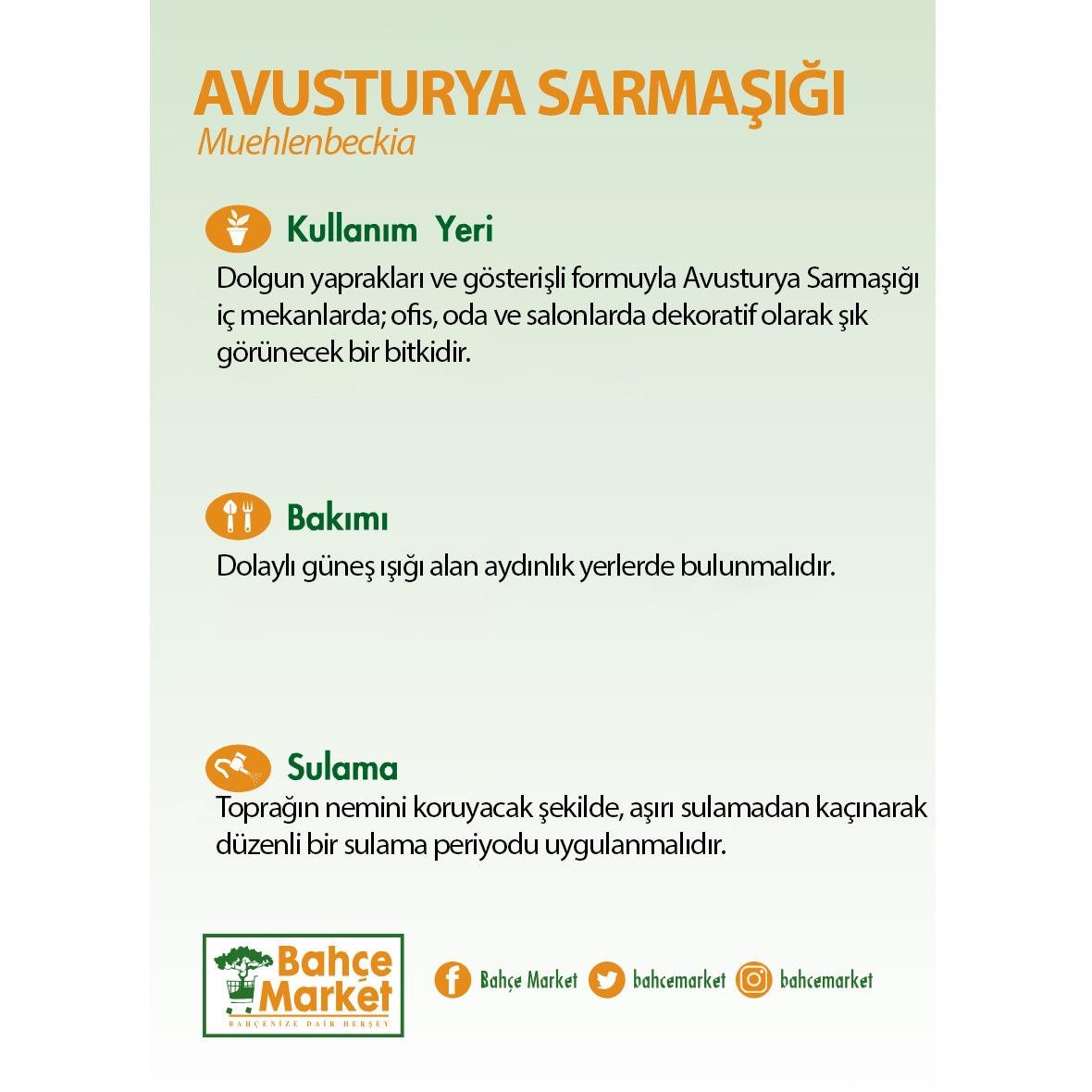 Avusturya Sarmaşığı Askılı