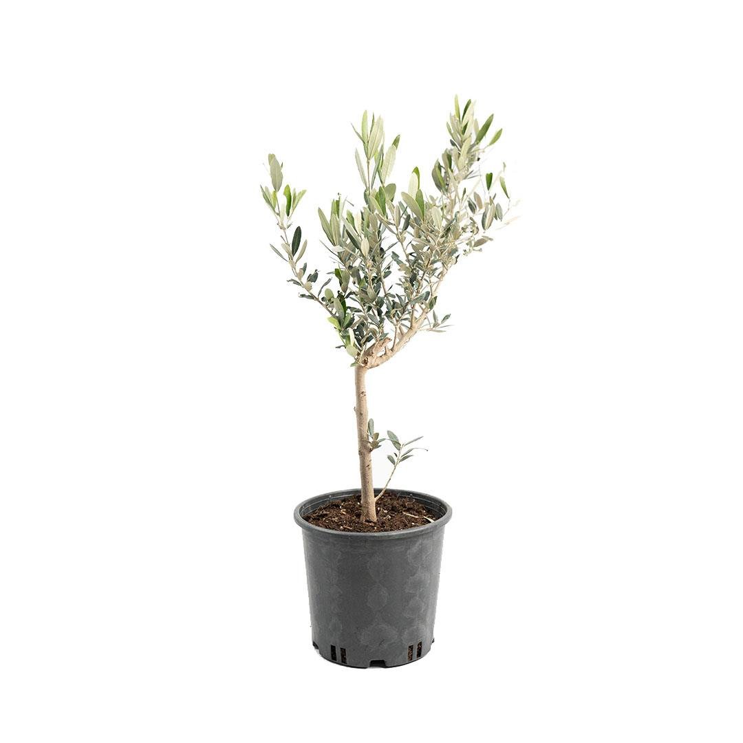Baston Zeytin Bitkisi  Boy 40-60 Cm