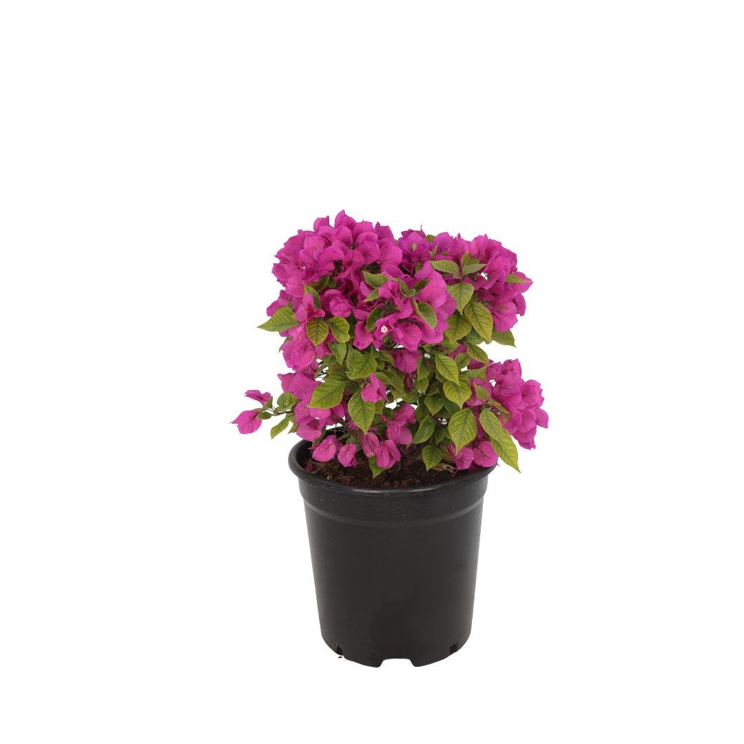 Begonvil Çiçeği 40-60 Cm