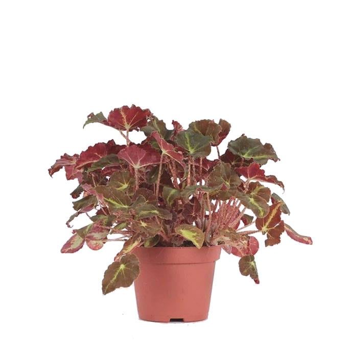 Begonya Rex 30-40 Cm 4