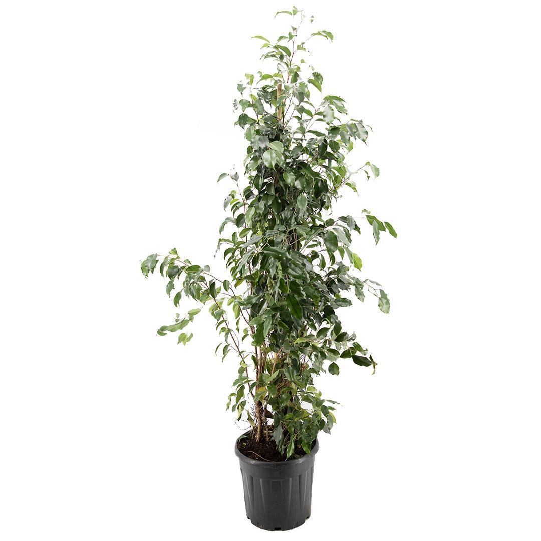 benjamin-cicegi-30q-150-175-cm-s-4395-9.jpg