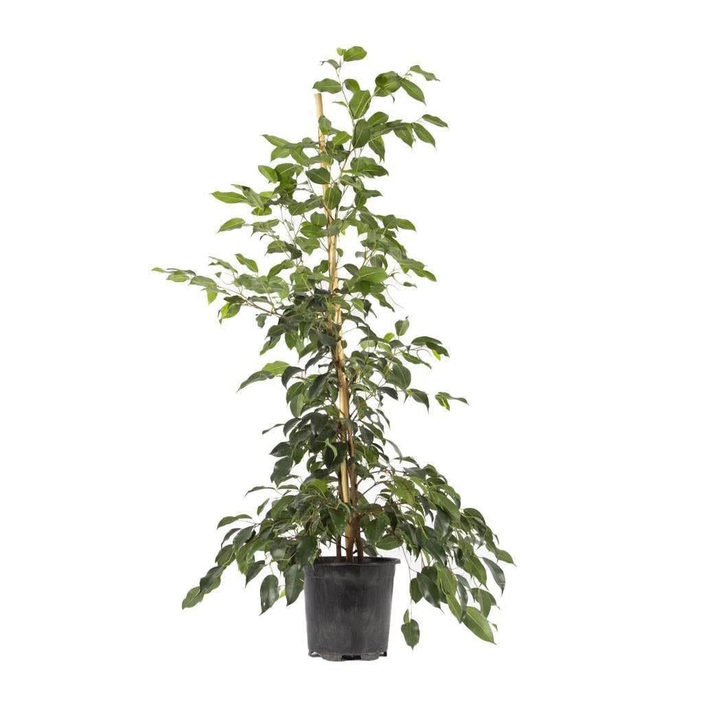 Benjamin Starlight 100-125 Cm