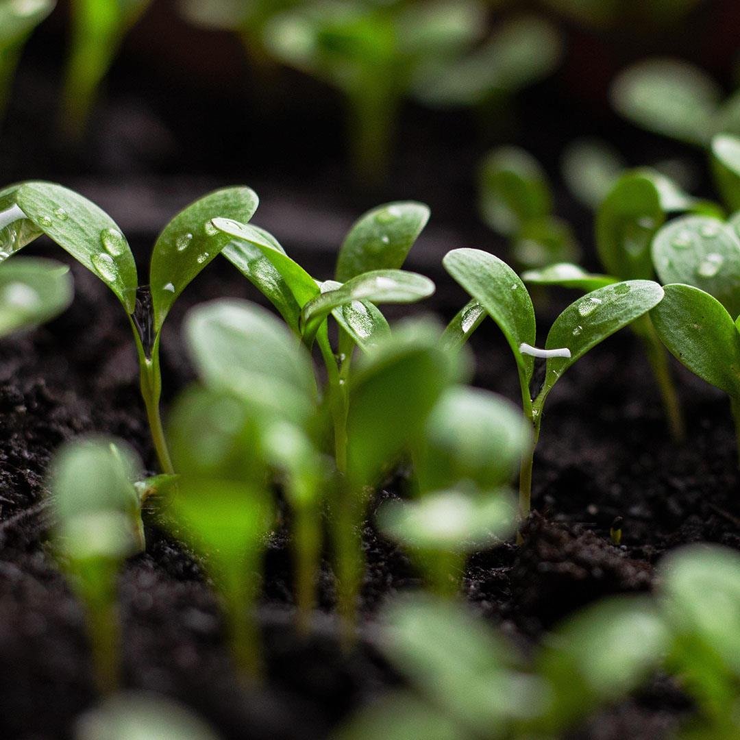 Bitki Laboratuvar Analiz Paketi 15