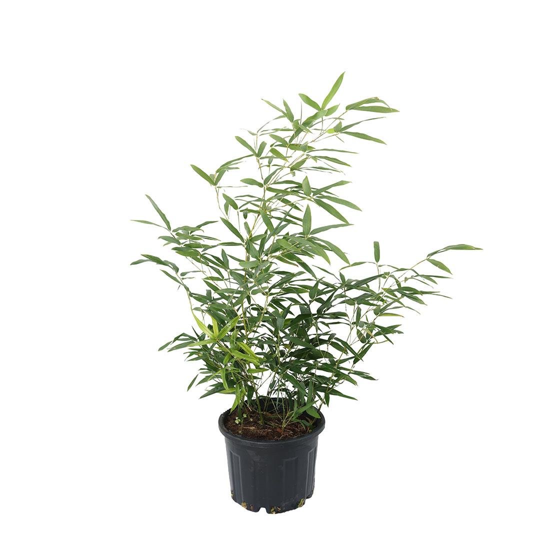 Bodur Bambu Bitkisi 40-60 Cm