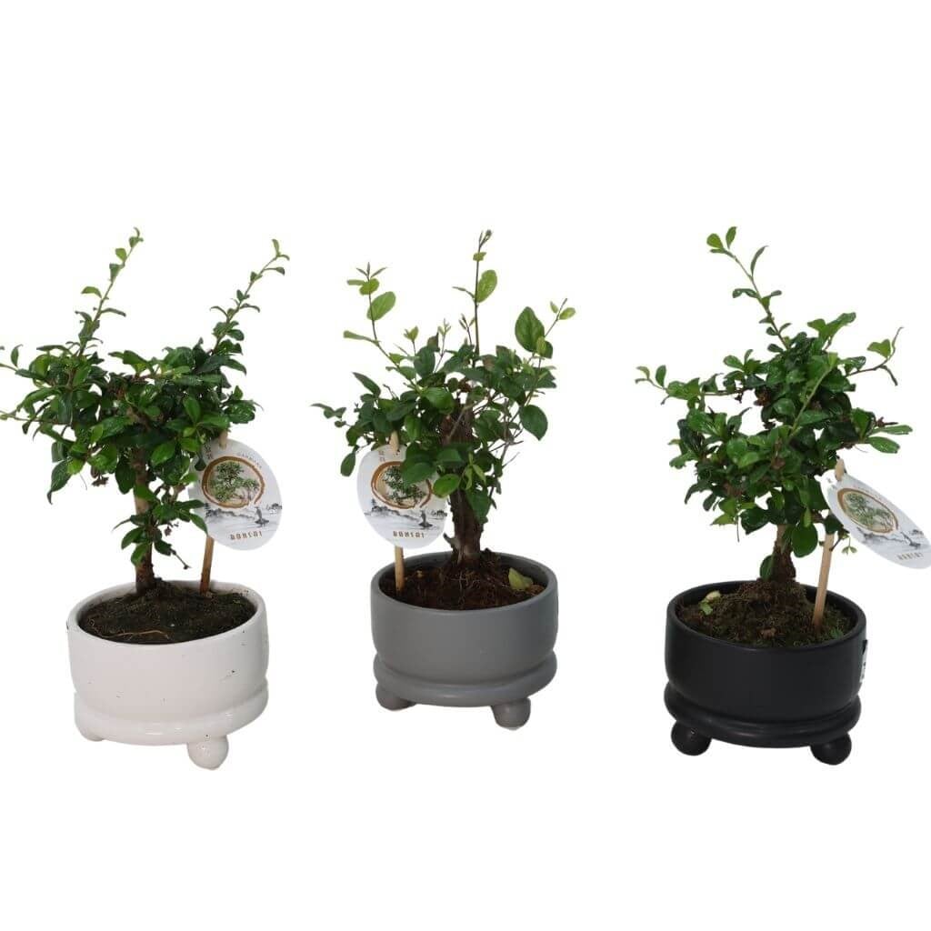 Bonsai 20-30 Cm