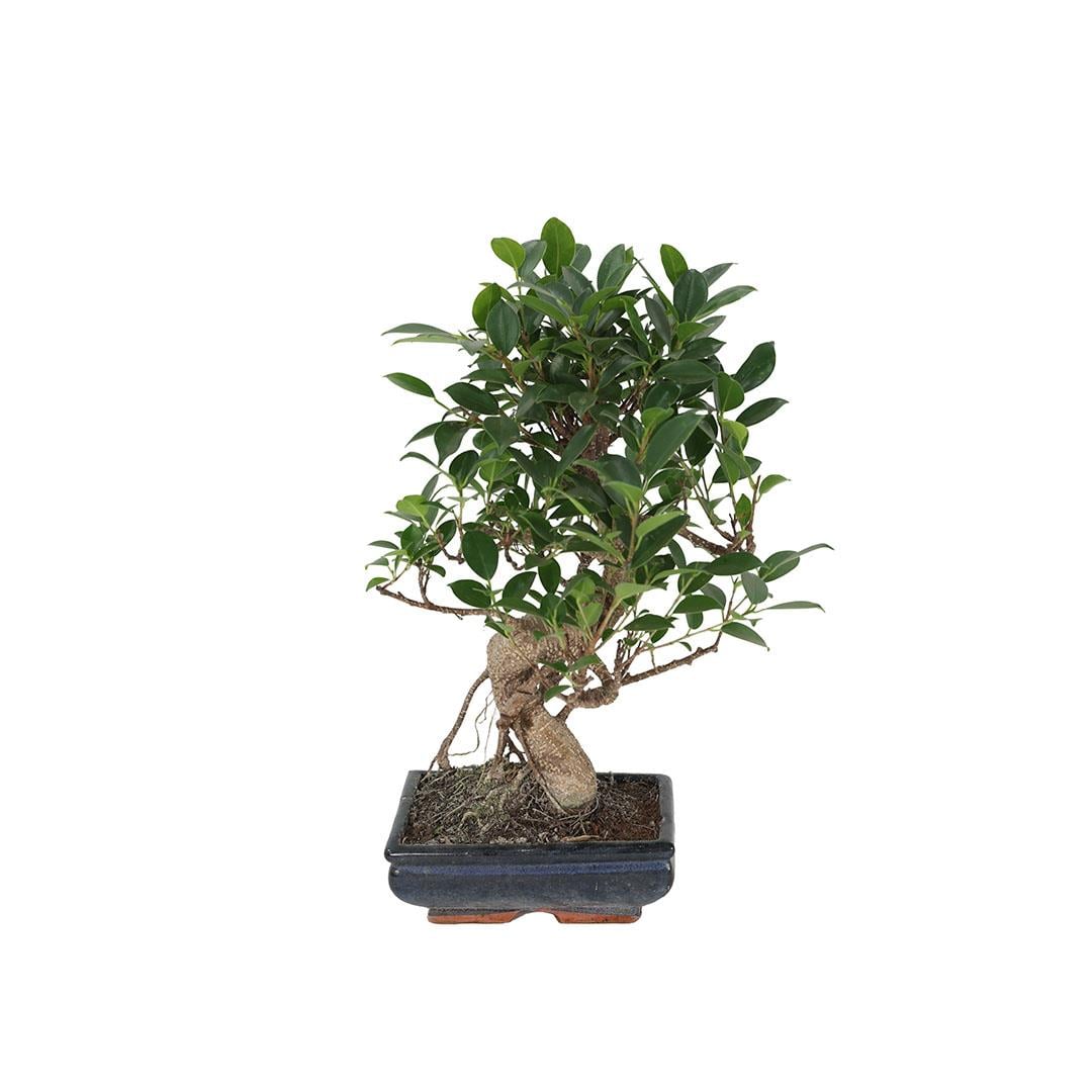 Bonsai Gemengd 20-30 Cm