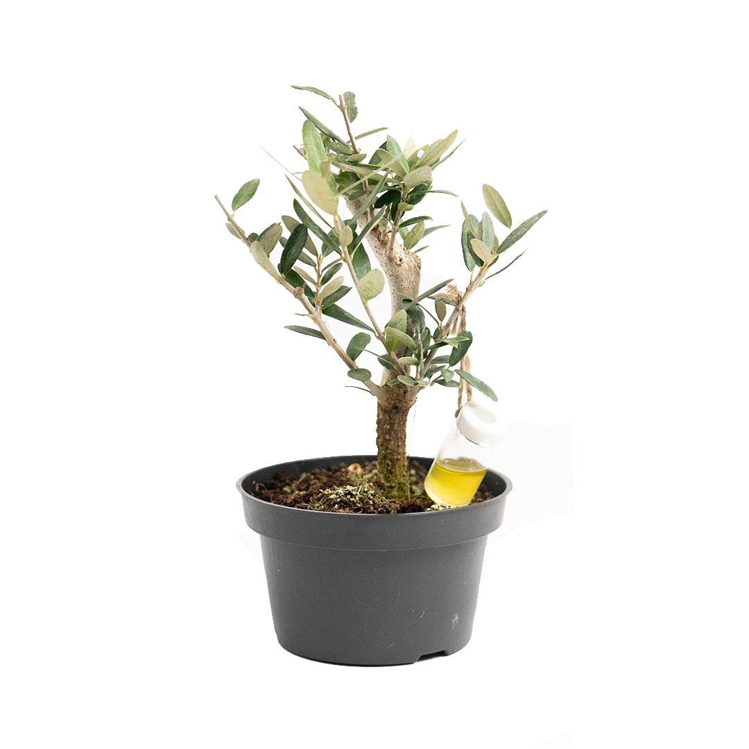 Bonsai Zeytin - Boy 10 20 Cm Yeşil