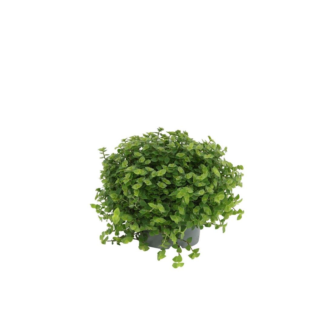 Callisa Repens Çiçeği 10-20 Cm