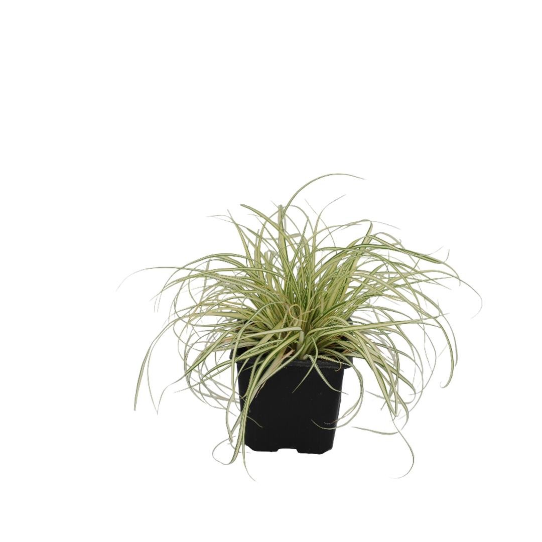 Carex Everest Bitkisi