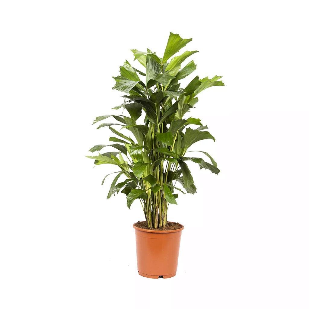caryota-mitis-80-100-cm-62673-.jpg