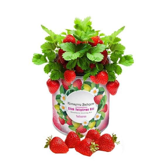 Çilek Dikim Kiti