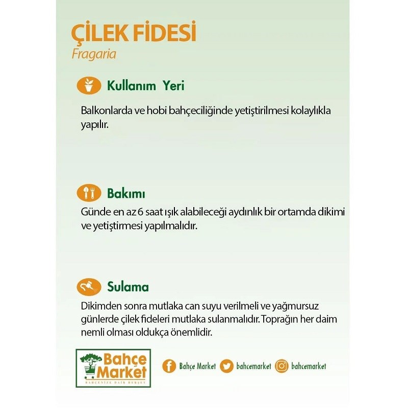 Çilek fidesi 10-20 cm, çiçekli ve ham meyveli, siyah plastik saksıda