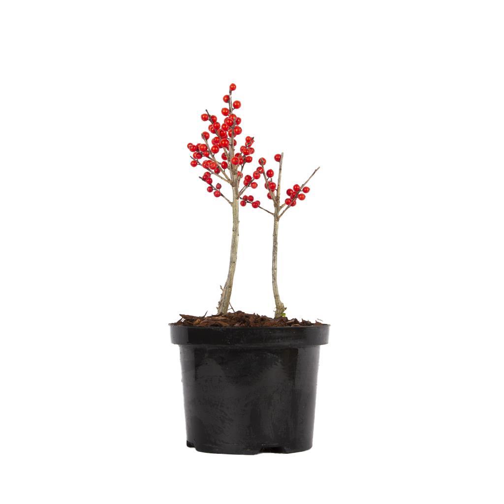 coban-puskulu-ilex-verticillata-10-20--3a774-.jpg
