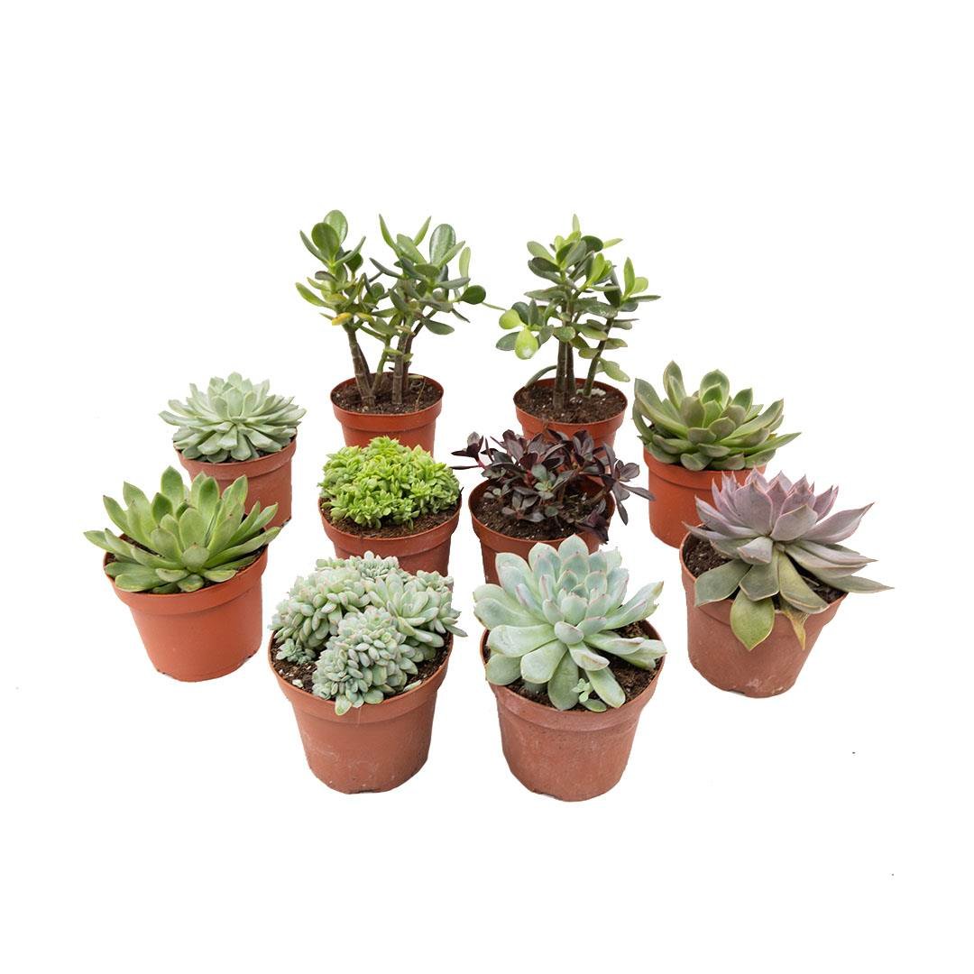 Crassula  10- 20 Cm Yeşil