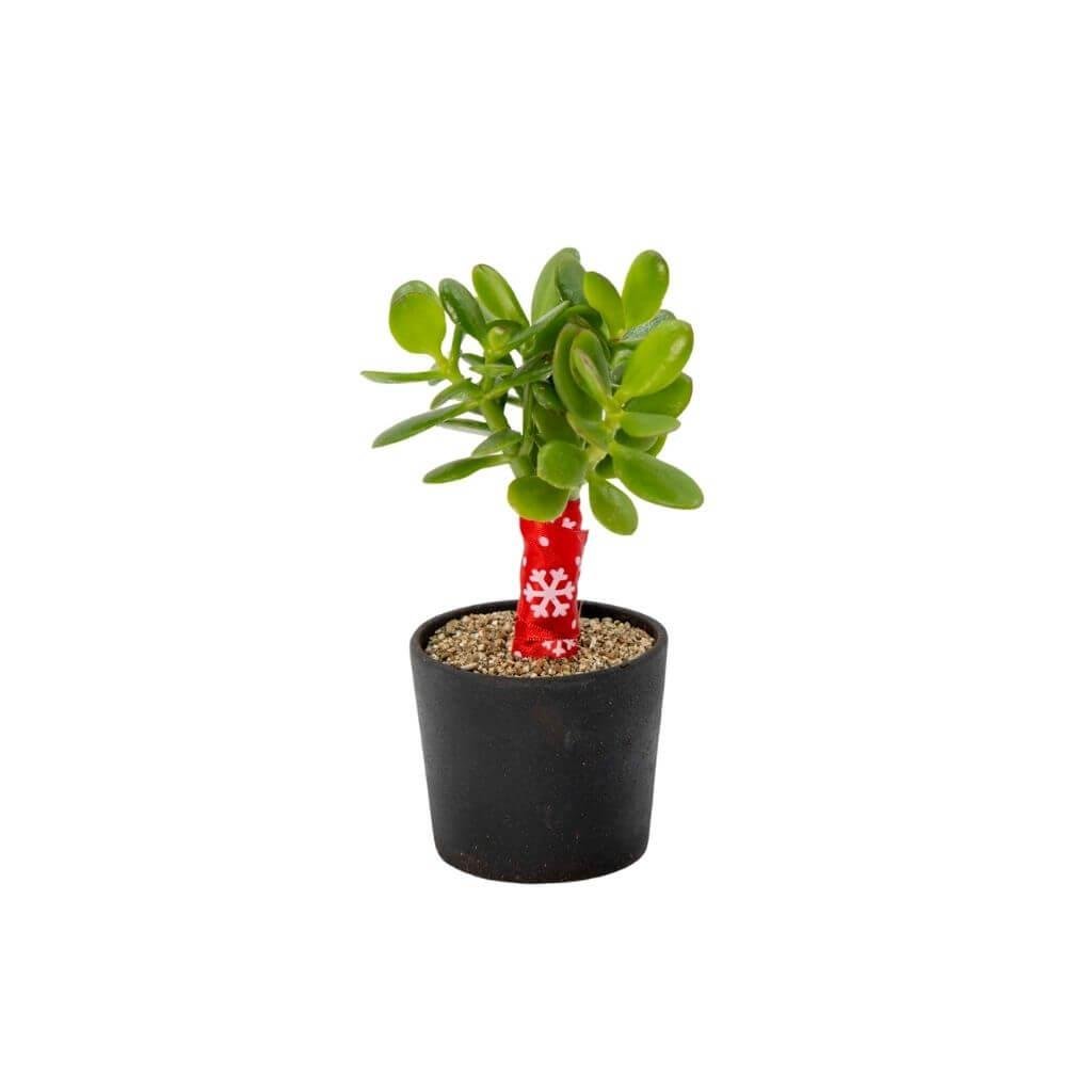 Crassula Aranjman 10-20 Cm