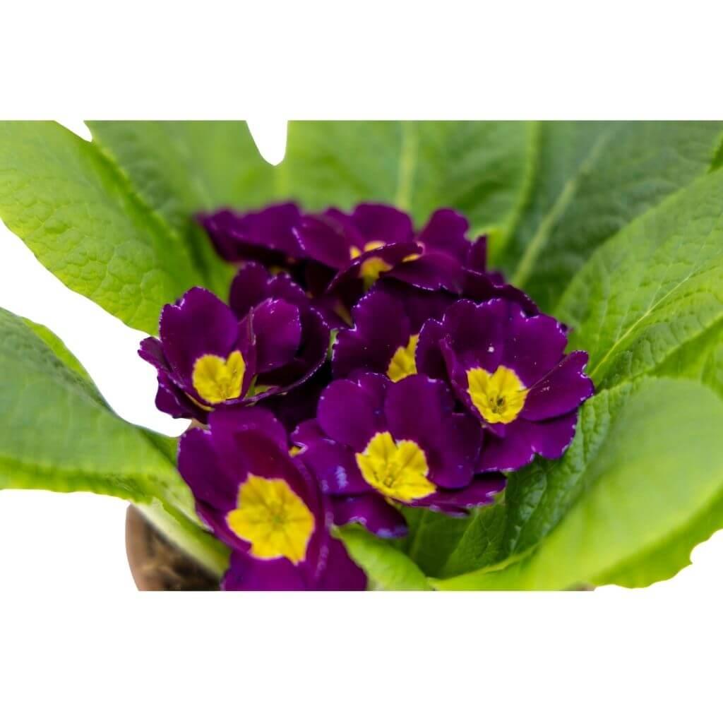 Çuha çiçeği (Primula) bakım kartı: Bahçe ve balkonda yetişir. Bol ışıklı, yarı gölge yerde tutun. Toprak kuruyunca yazın haftada 2, kışın 1 kez sulayın.