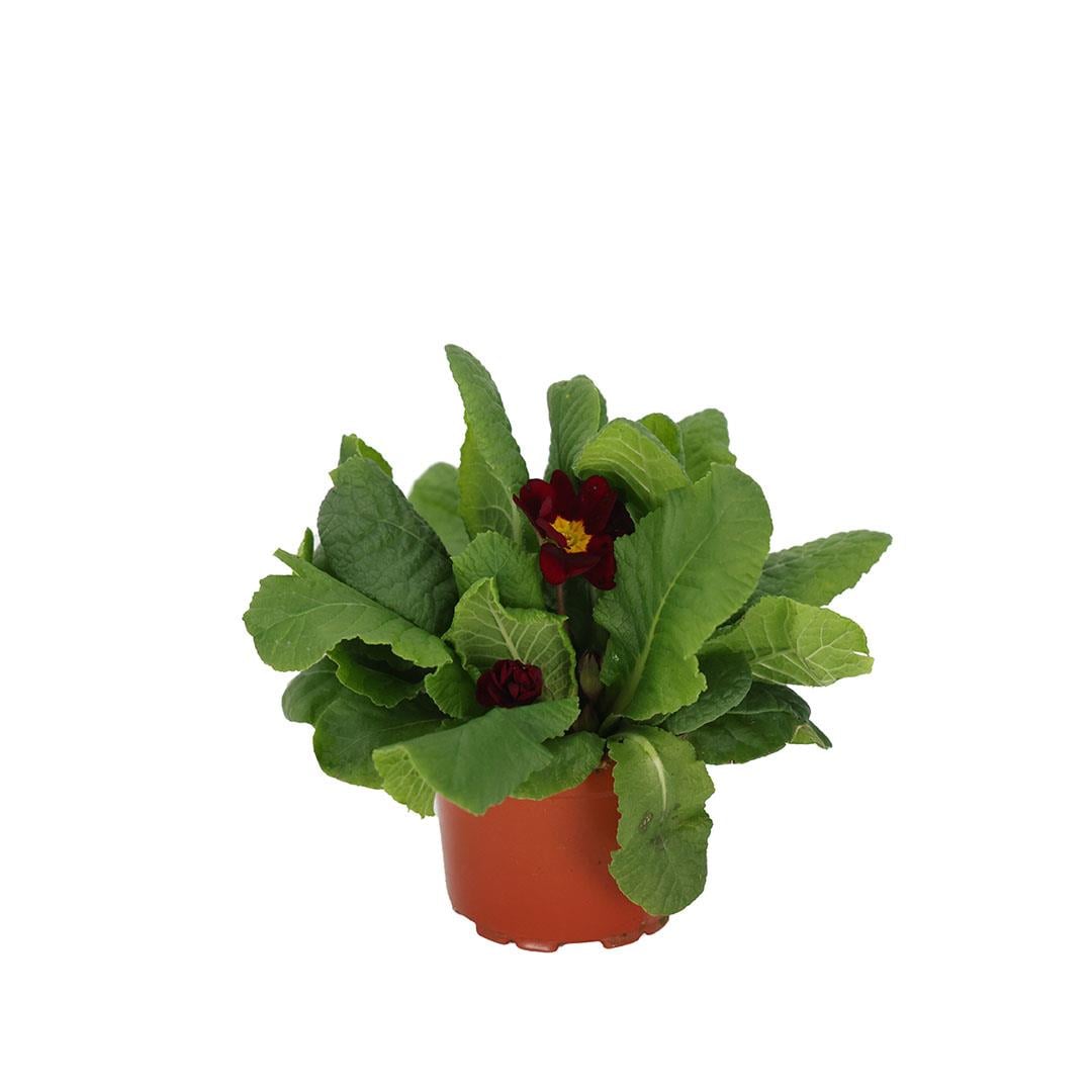 Çuha Çiçeği 10 - 15 Cm