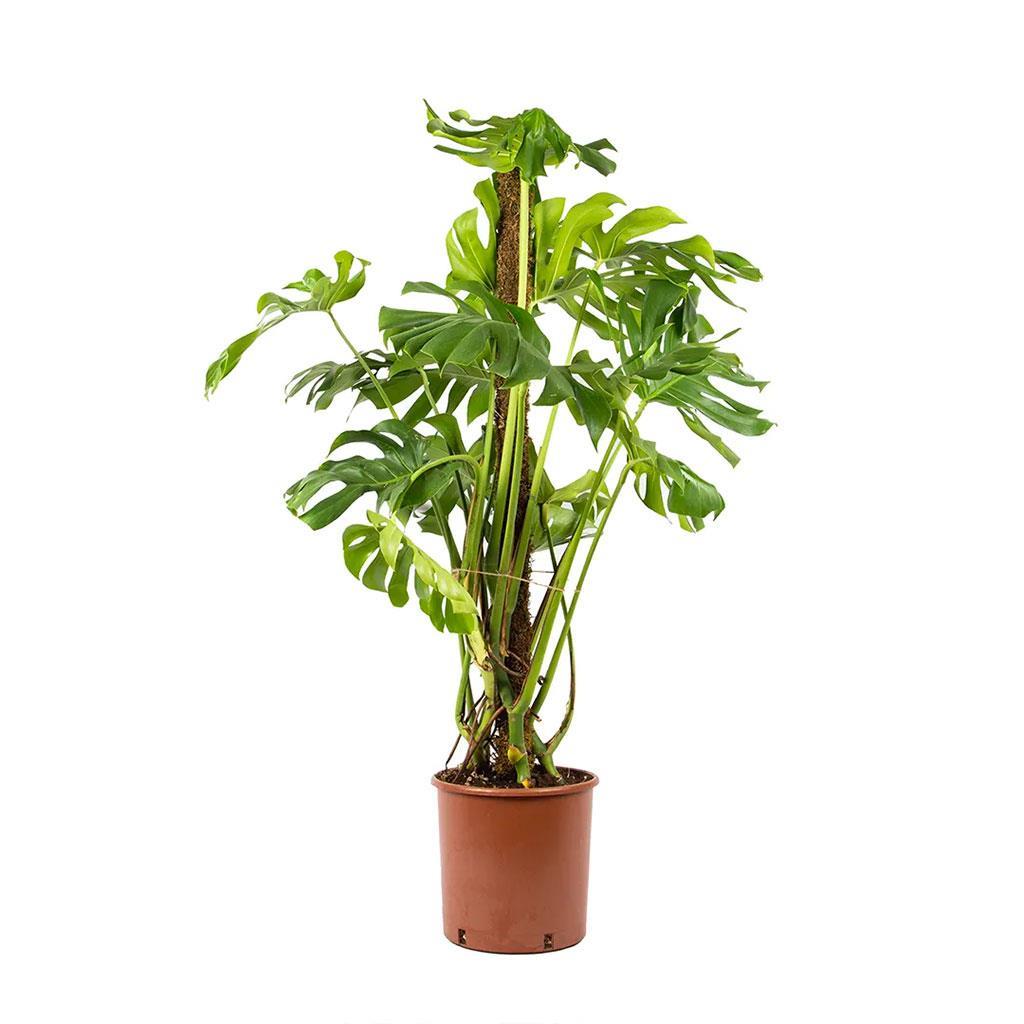 deve-tabani-100-125-cm-6-71a3.jpg