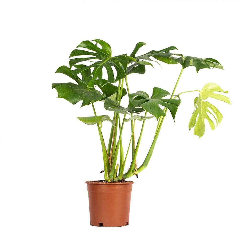 deve-tabani-60-80-cm-dab4-6.jpg